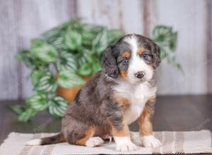 F1 mini bernedoodle near Chicago Illinois