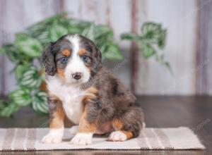 F1 mini bernedoodle near Chicago Illinois