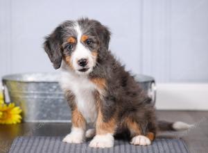 F1 mini bernedoodle near Chicago Illinois