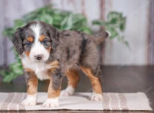 F1 mini bernedoodle near Chicago Illinois