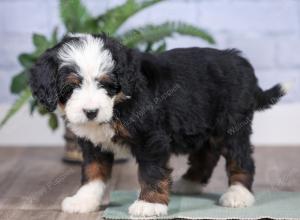 Mini bernedoodle near Chicago Illinois 