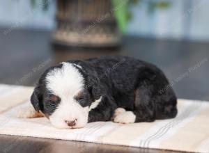 Mini bernedoodle near Chicago Illinois 