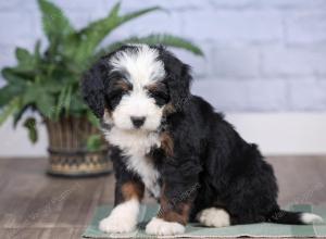 Mini bernedoodle near Chicago Illinois 