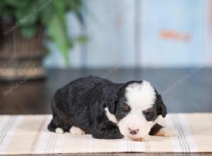 Mini bernedoodle near Chicago Illinois 