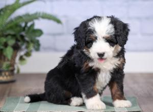 Mini bernedoodle near Chicago Illinois 