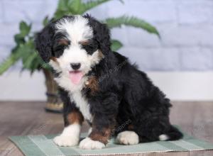 Mini bernedoodle near Chicago Illinois 