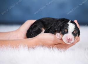 F1 mini bernedoodle near Chicago Illinois