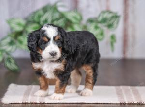 F1 mini bernedoodle near Chicago Illinois