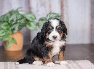 F1 mini bernedoodle near Chicago Illinois