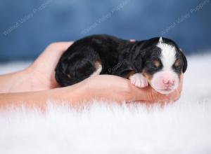 F1 mini bernedoodle near Chicago Illinois