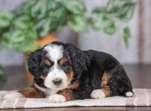 F1 mini bernedoodle near Chicago Illinois