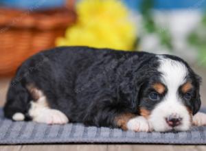 F1 mini bernedoodle near Chicago Illinois