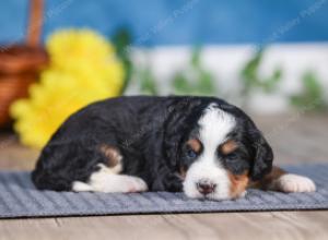 F1 mini bernedoodle near Chicago Illinois