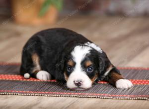 female mini bernedoodle near Chicago Illinois