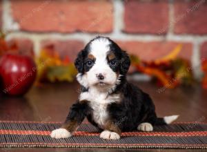  tri-colored mini bernedoodle near Chicago Illinois