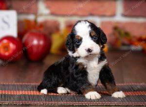 tri-colored mini bernedoodle near Chicago Illinois