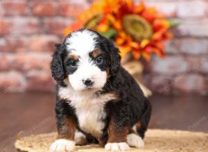 tri-colored mini bernedoodle near Chicago Illinois