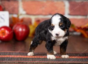 tri-colored mini bernedoodle near Chicago Illinois