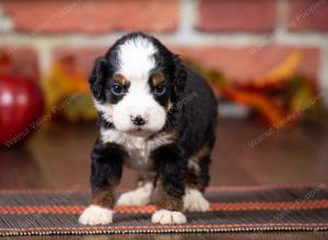 tri-colored mini bernedoodle near Chicago Illinois