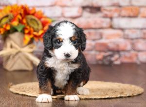 tri-colored mini bernedoodle near Chicago Illinois