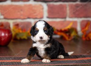 tri-colored mini bernedoodle near Chicago Illinois