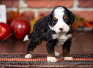 tri-colored mini bernedoodle near Chicago Illinois