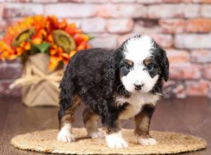 tri-colored mini bernedoodle near Chicago Illinois