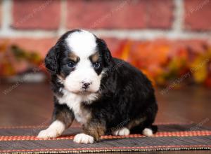 tri-colored mini bernedoodle near Chicago Illinois