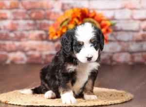 tri-colored mini bernedoodle near Chicago Illinois