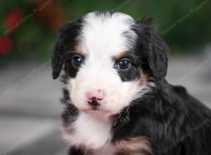 male mini bernedoodle near Chicago Illinois