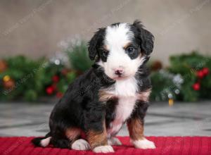 male mini bernedoodle near Chicago Illinois