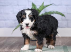 Mini bernedoodle near Chicago Illinois 