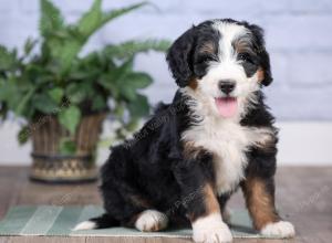 Mini bernedoodle near Chicago Illinois 