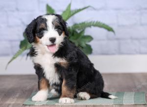 Mini bernedoodle near Chicago Illinois 