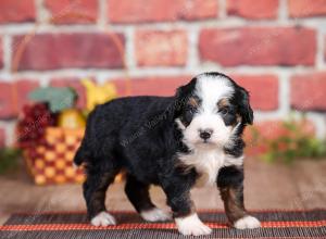 Mini bernedoodle near Chicago Illinois 