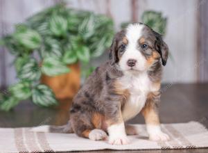 F1 mini bernedoodle near Chicago Illinois