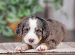 F1 mini bernedoodle near Chicago Illinois