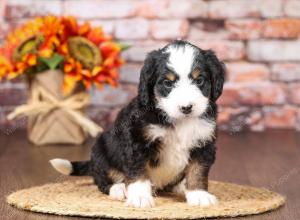 tri-colored mini bernedoodle near Chicago Illinois