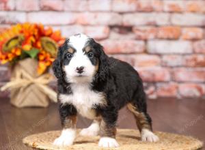 tri-colored mini bernedoodle near Chicago Illinois