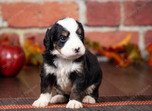 tri-colored mini bernedoodle near Chicago Illinois