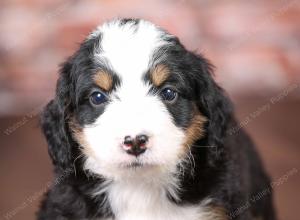 tri-colored mini bernedoodle near Chicago Illinois