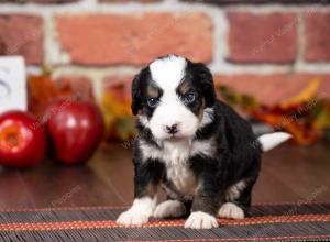 tri-colored mini bernedoodle near Chicago Illinois