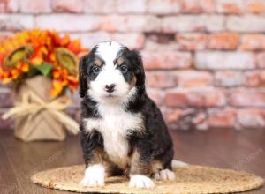 tri-colored mini bernedoodle near Chicago Illinois