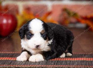 tri-colored mini bernedoodle near Chicago Illinois