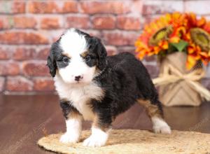 tri-colored mini bernedoodle near Chicago Illinois