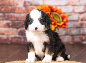 tri-colored mini bernedoodle near Chicago Illinois