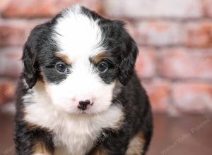 tri-colored mini bernedoodle near Chicago Illinois