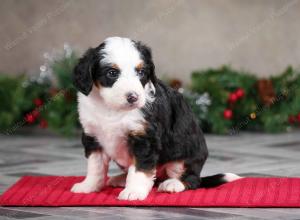 female mini bernedoodle near Chicago Illinois