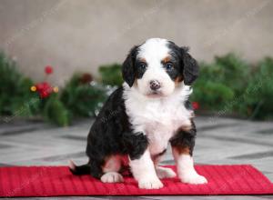 female mini bernedoodle near Chicago Illinois