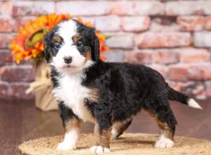 tri-colored mini bernedoodle near Chicago Illinois